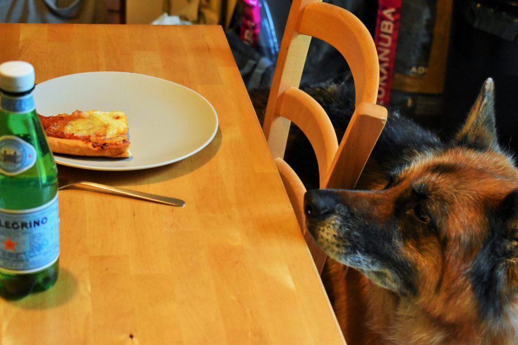 Mon chien quémande à table, comment l’en empêcher ?