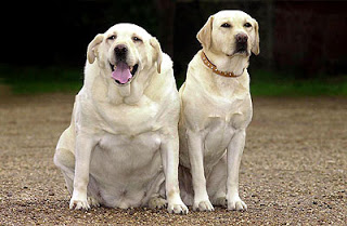 obésité chez le chien,obésité morbide chez le chien,surpoids chez le chien