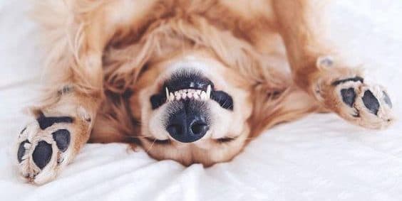 dent chien,problème dentaire chien,mon chien a mal au dent,prendre soin des dents de son chien,maladies dentaires du chien,brosser les dents de son chien,problème de tartre chien,mauvaise haleine chien