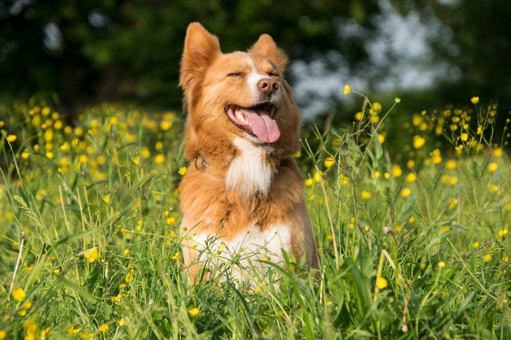 5 THINGS TO KNOW ABOUT YOUR DOG WITH THE ARRIVAL OF SPRING 