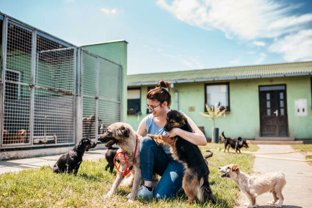 ADOPT A SHELTER DOG, WHAT YOU NEED TO KNOW