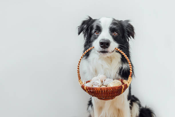 CELEBRATE EASTER WITH YOUR DOG SAFELY 