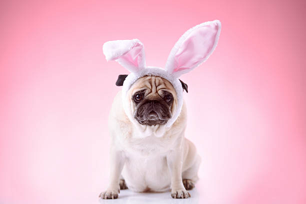 CELEBRATE EASTER WITH YOUR DOG SAFELY