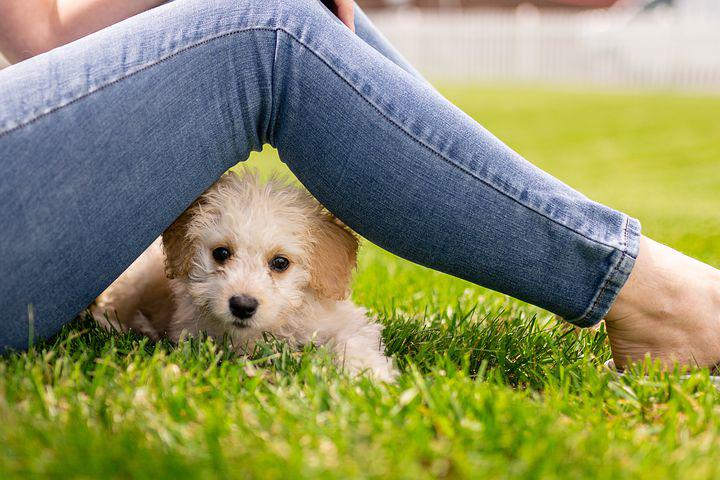 ADOPTER UN CHIOT : COMMENT S’ORGANISER