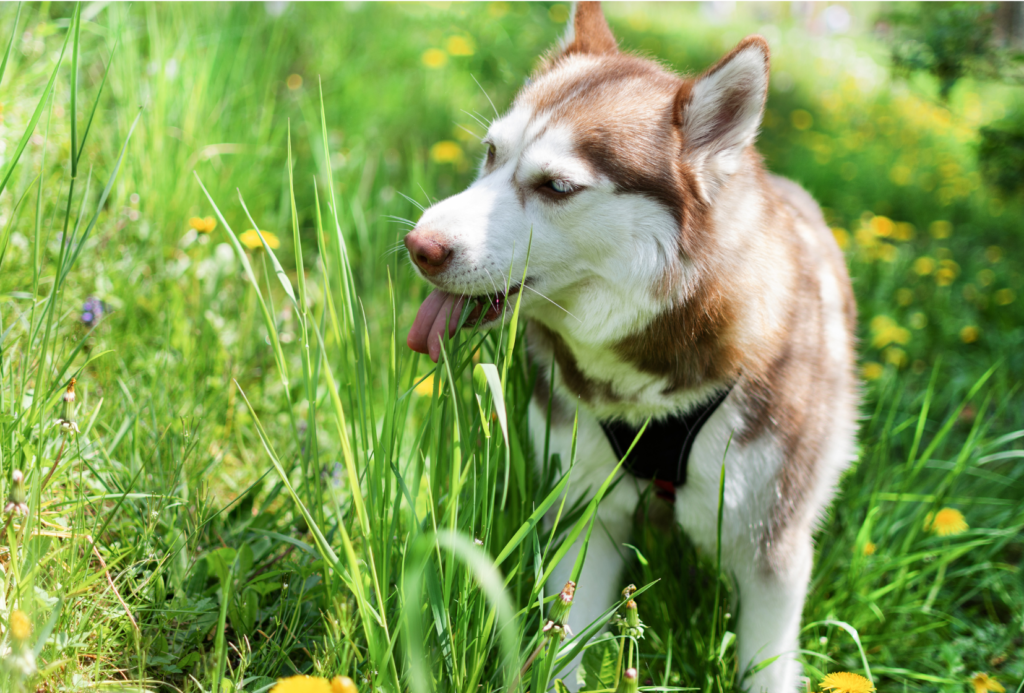 chien mange de l'herbe