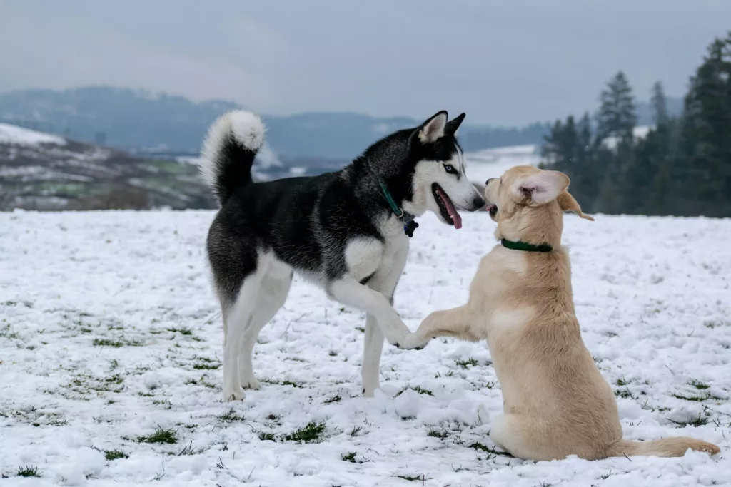 comprendre le jeu entre chiens